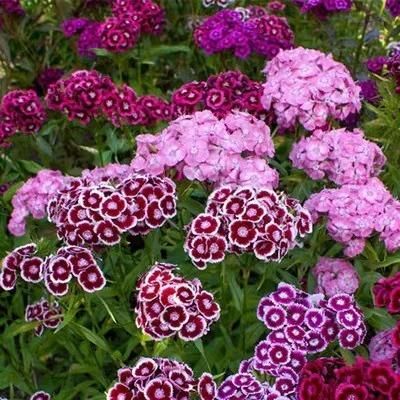 Dianthus Seeds (Free Pot Mixture 100 gm)